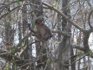 Monkeys on the Silver River